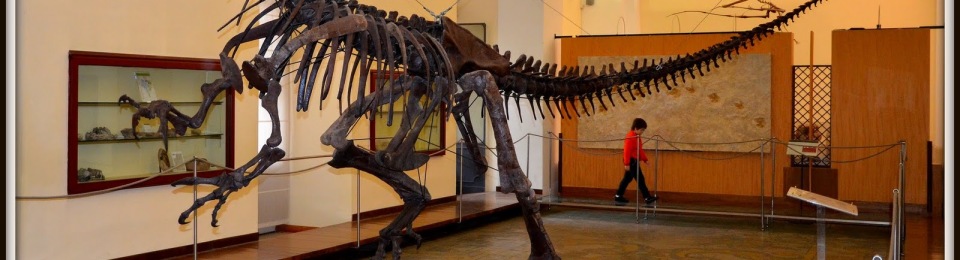 scheletro di allosauro museo di paleontologia di Napoli