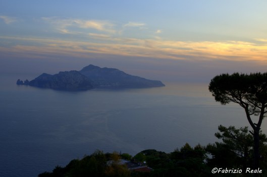Capri ed un pino al tramonto, panorama dal Relais Blu