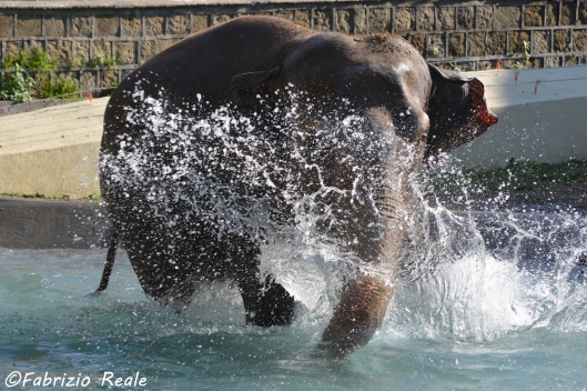 elefante zoo di Napoli